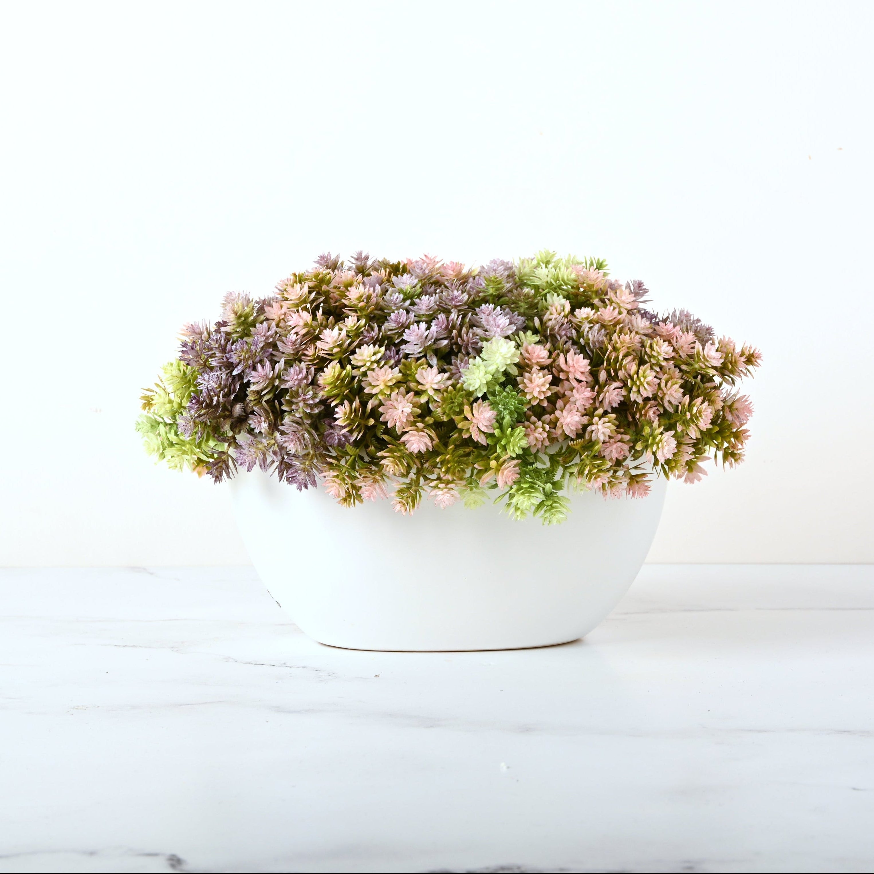 Rio Baby Succulent