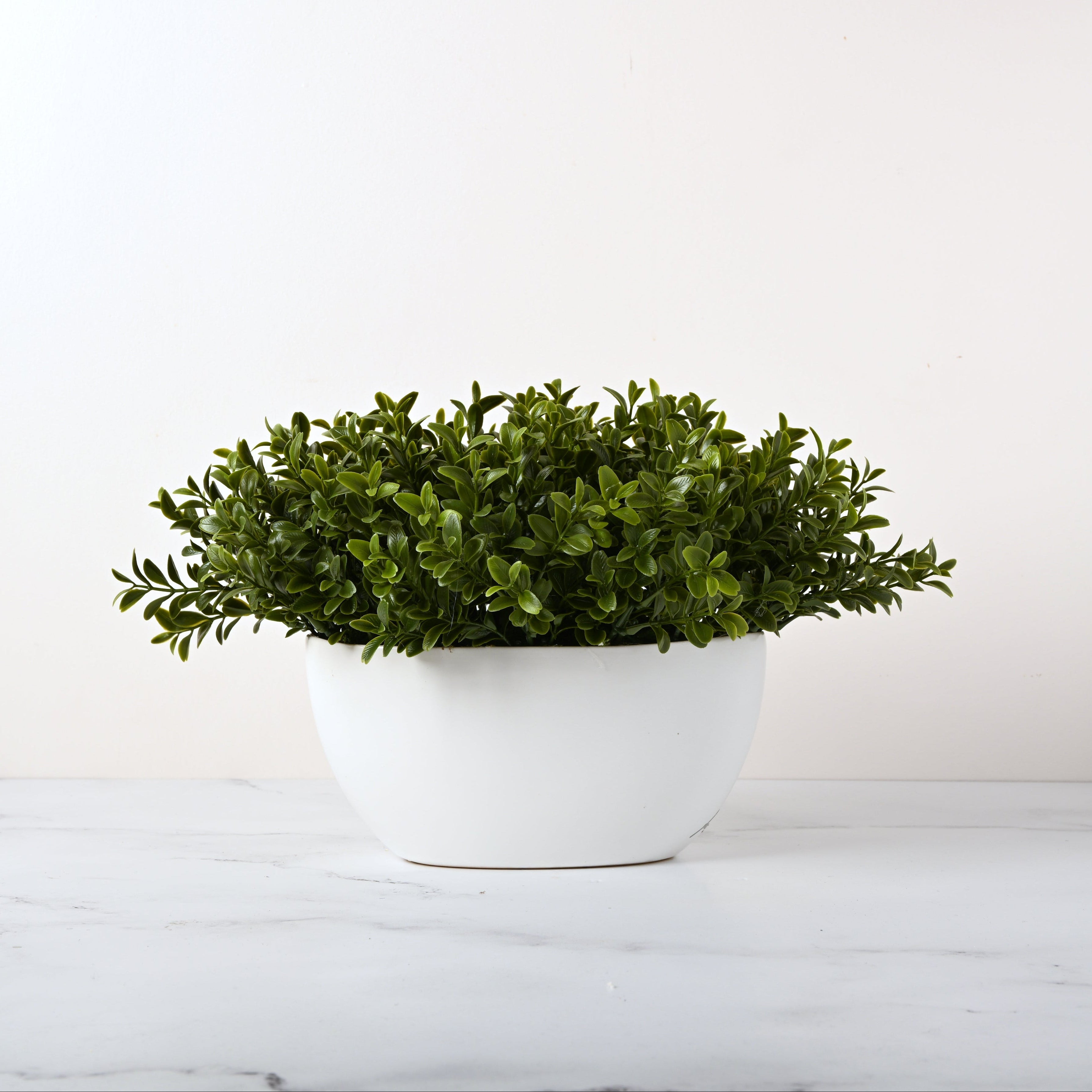 Rio Boxwood