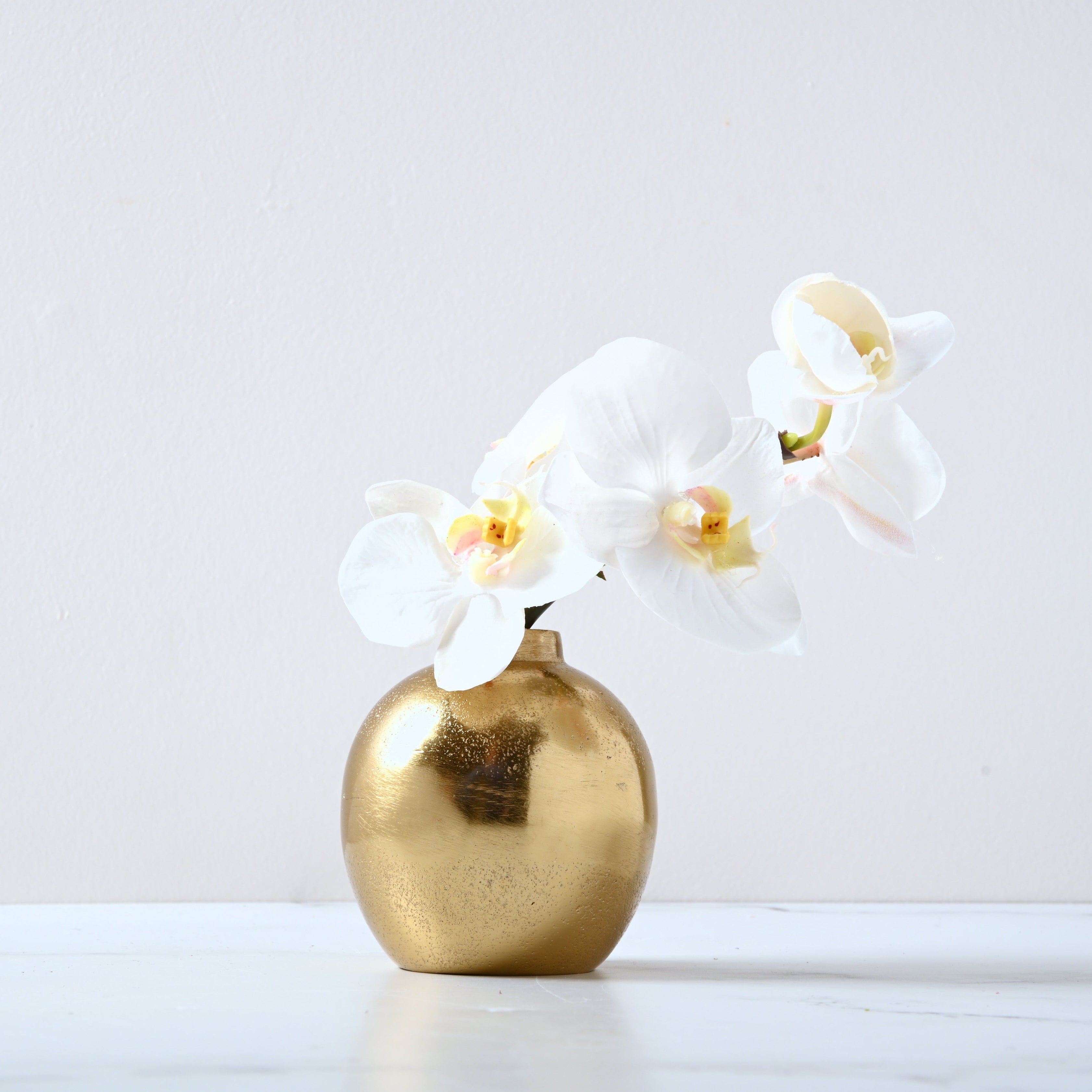 Rondure Orchid