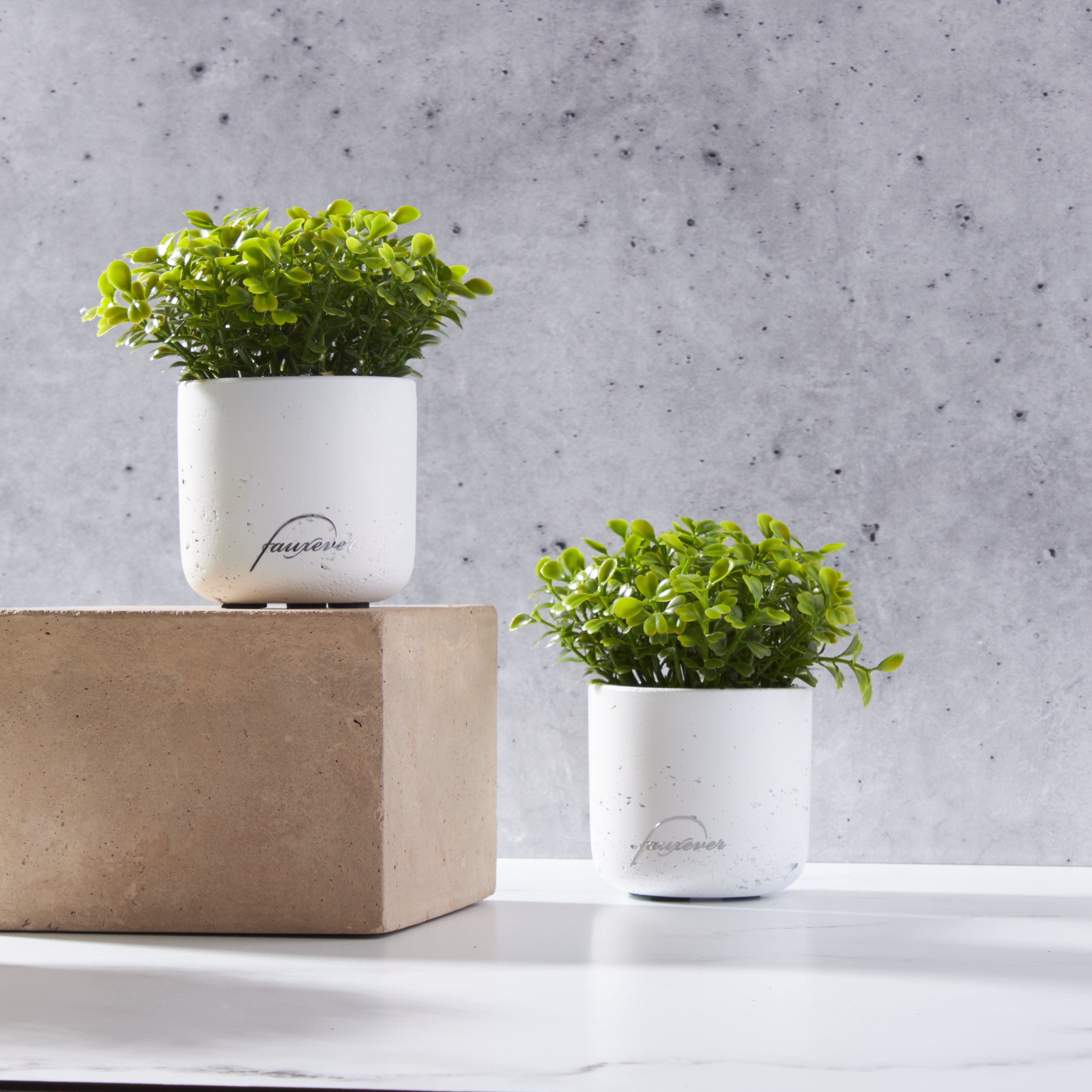 Mini Phala Orchid-FU