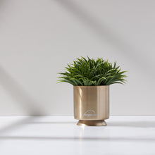 Load image into Gallery viewer, Potted Grass in Soleil