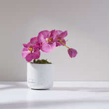 Load image into Gallery viewer, Mini Phala Orchid-FU