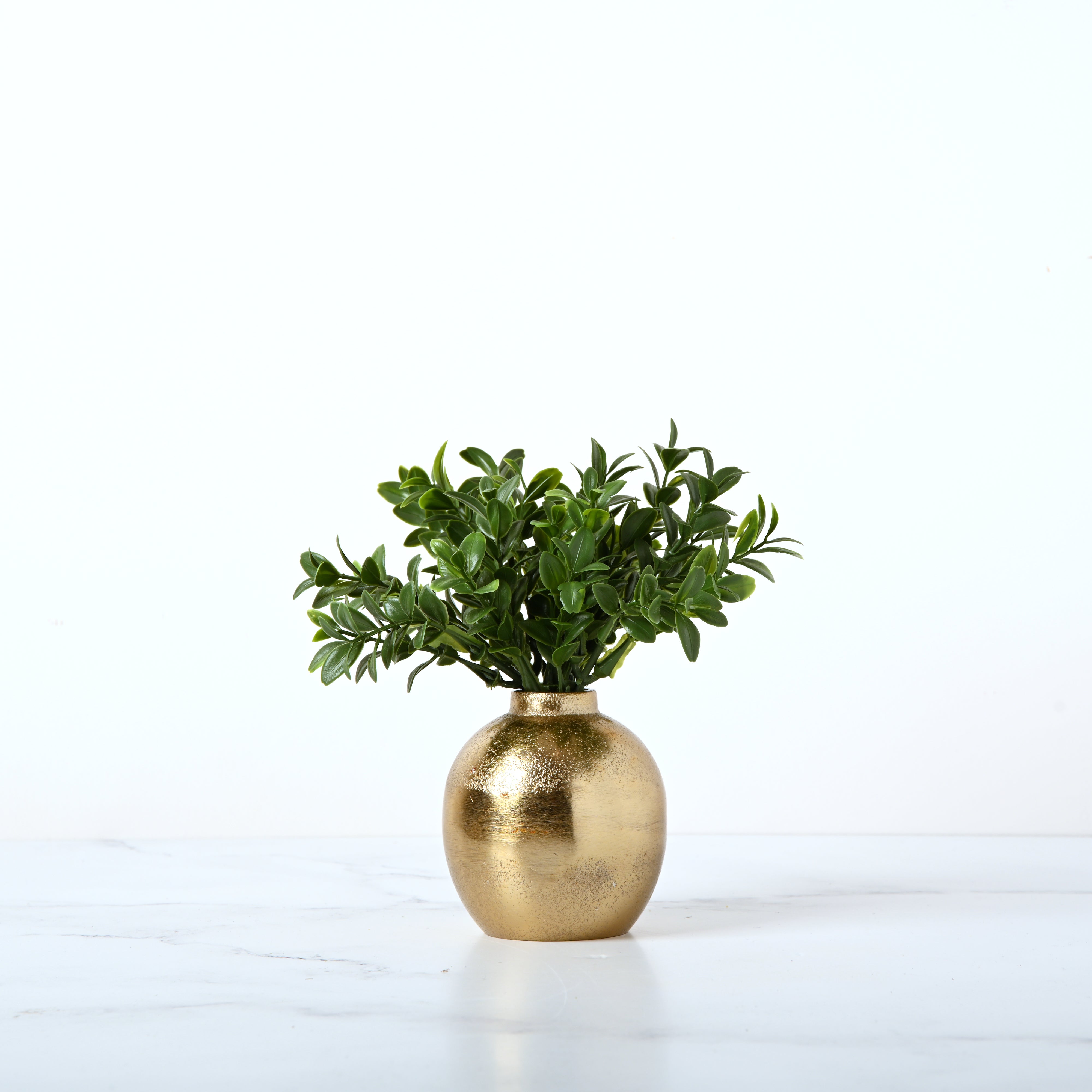 Rondure Boxwood