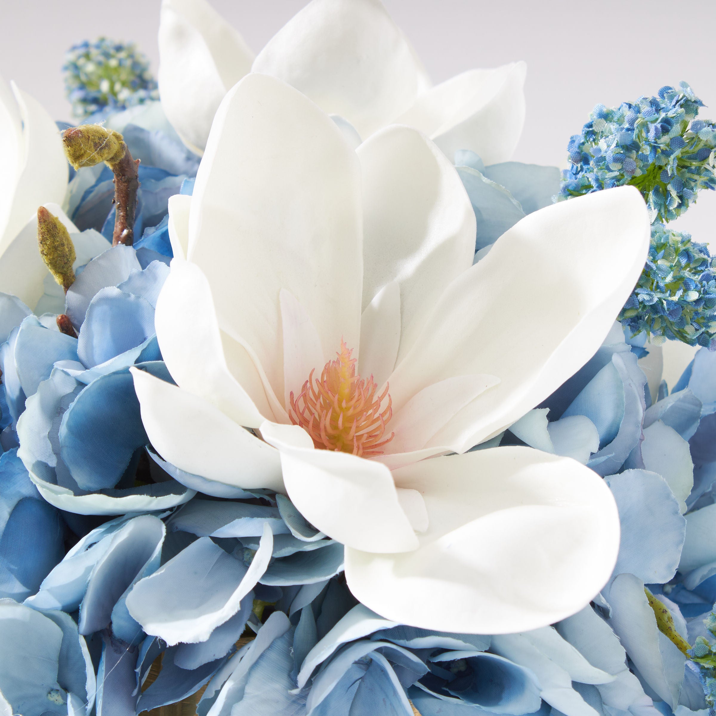 Regal Blue Blooming Magnolia