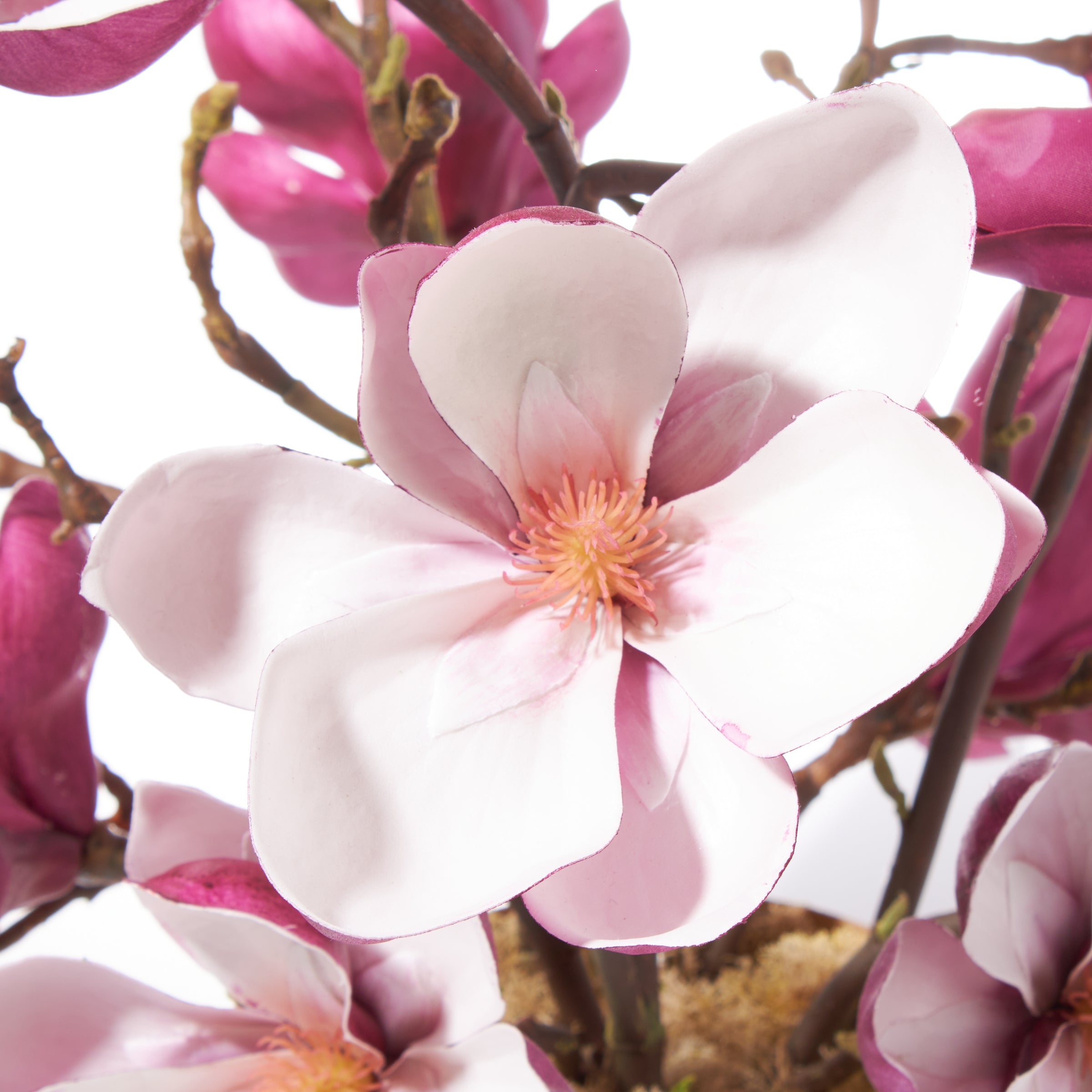 Golden Love Magnolias