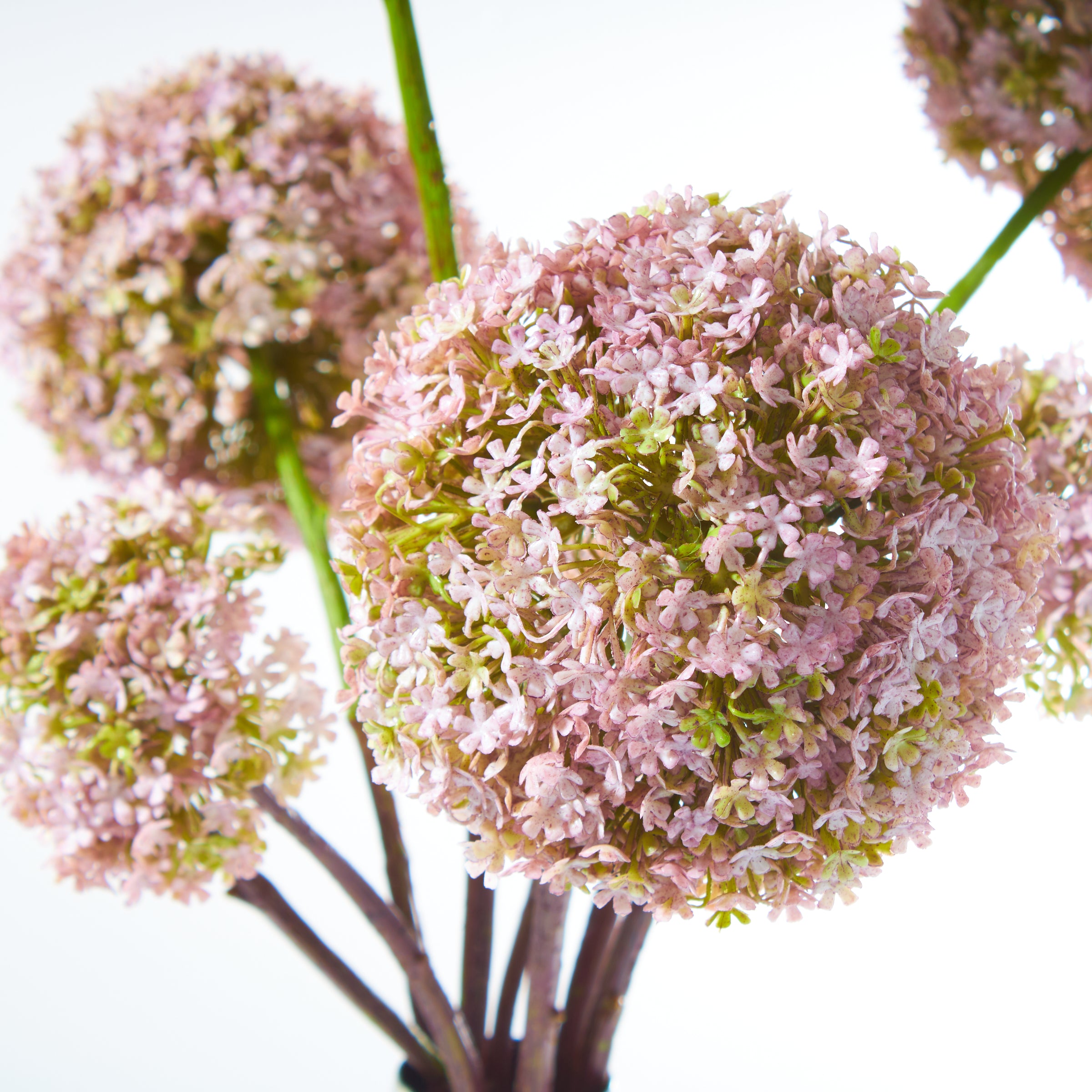 Lavender Snowballs in Enamel Vase