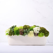 Load image into Gallery viewer, Bella Sedum GR/WH