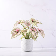 Load image into Gallery viewer, Mini Leaf Plant