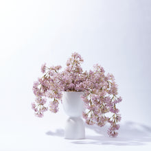 Load image into Gallery viewer, Weeping Laurel in Pedestal Vase