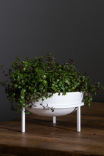 Load image into Gallery viewer, Sedum Plant Stand
