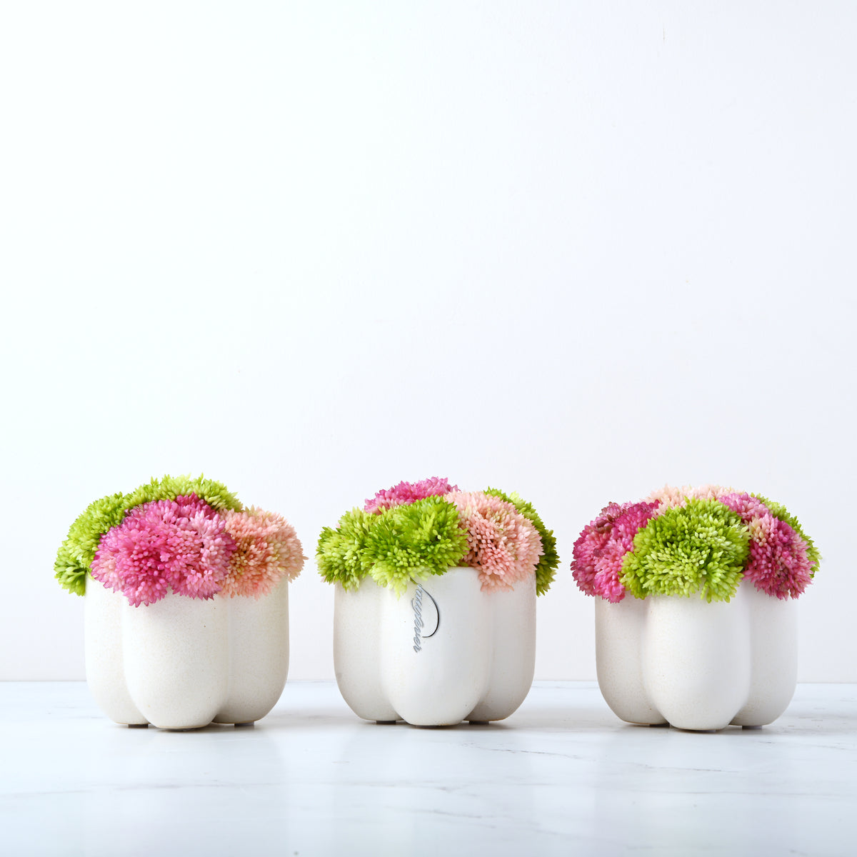 Van Cleef Sedum