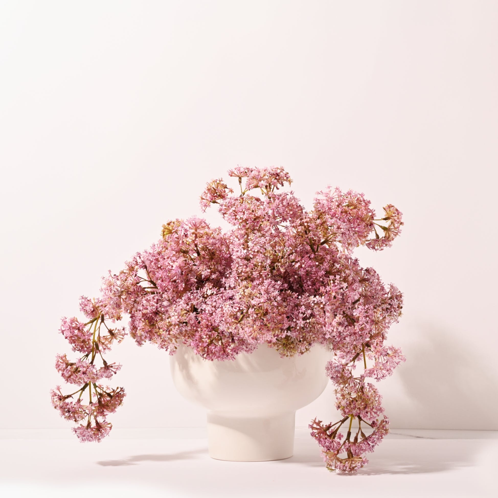 Weeping Laurel in Footed Bowl