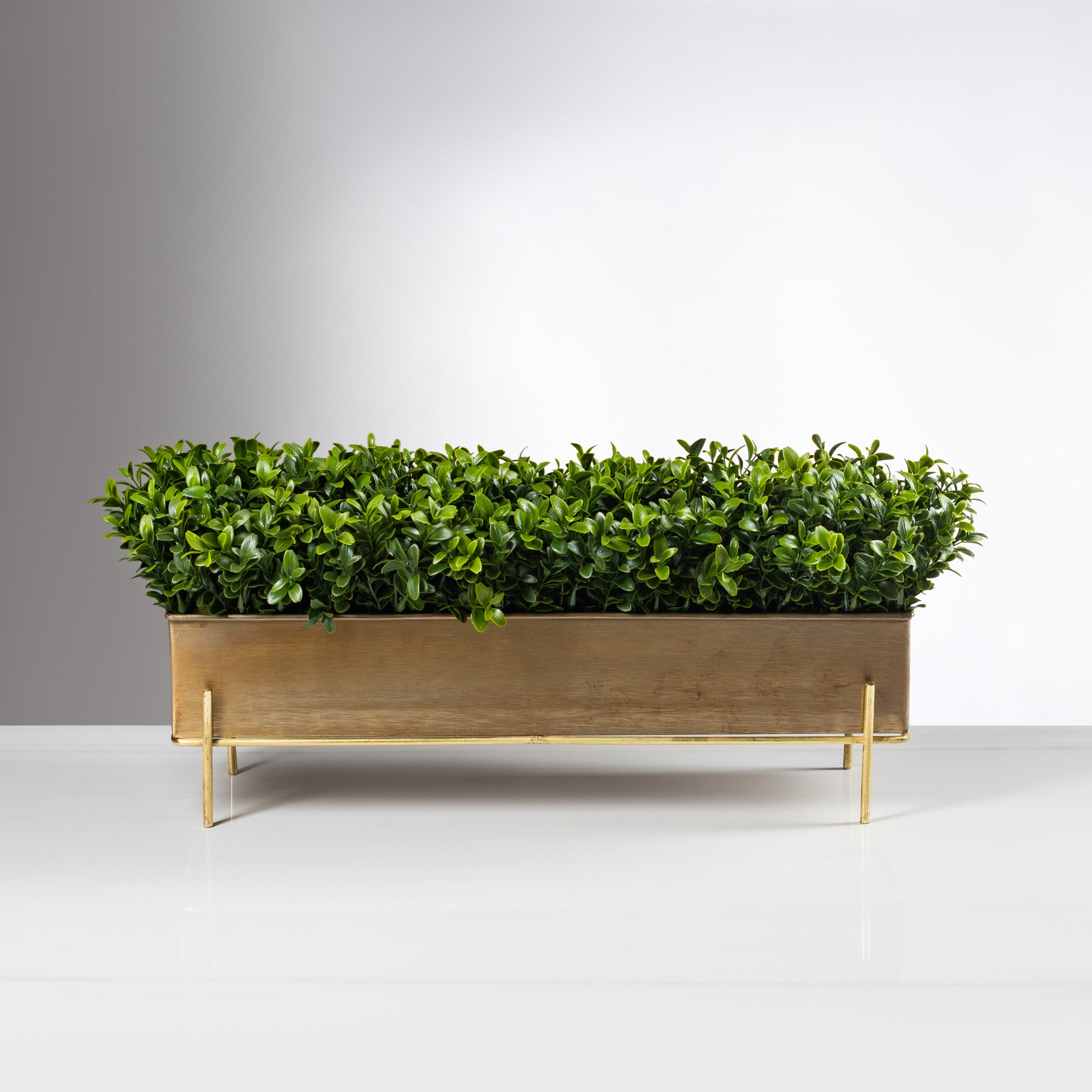 Chic Boxwood