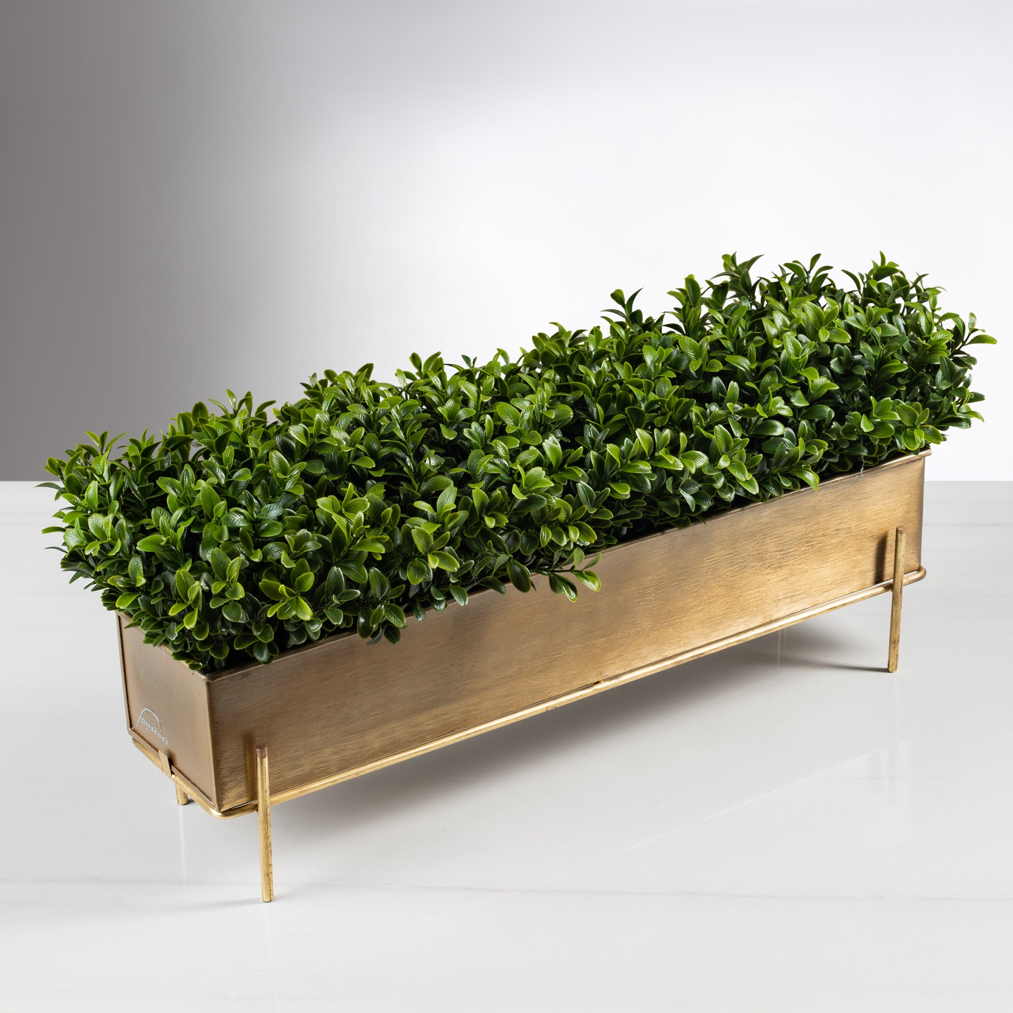 Chic Boxwood
