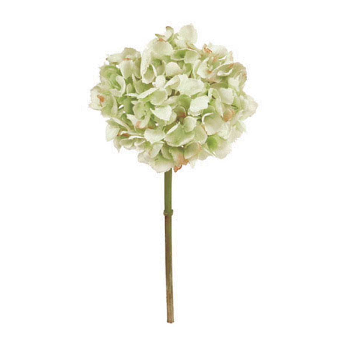 Hydrangea4937　1202 Hydrangea of the Year 2025 - Proven Winners ColorChoice