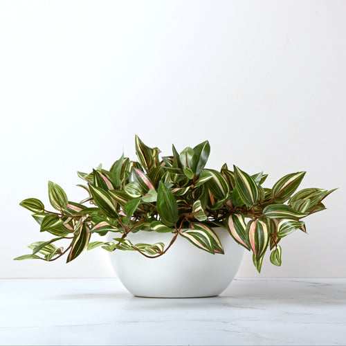 Rio Wandering Jew Plant