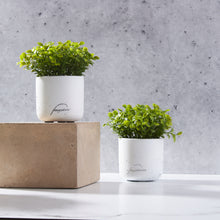 Load image into Gallery viewer, Mini Boxwood Plant