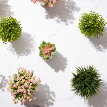 Load image into Gallery viewer, Mini Succulent Plant