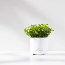 Load image into Gallery viewer, Mini Boxwood Plant
