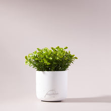 Load image into Gallery viewer, Mini Boxwood Pot