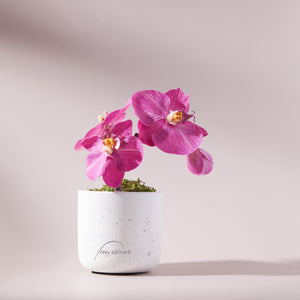 Mini Phala Orchid-FU
