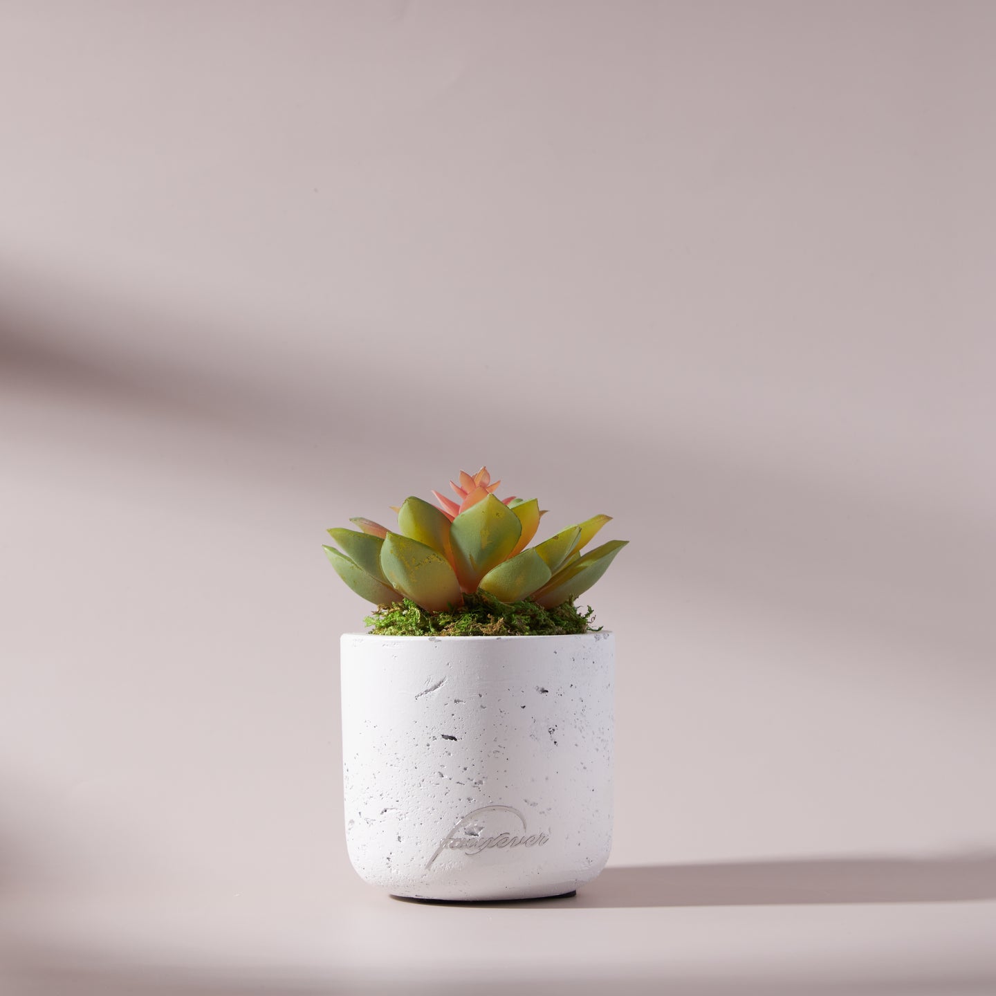 Mini Succulent Plant