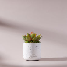 Load image into Gallery viewer, Mini Boxwood Pot