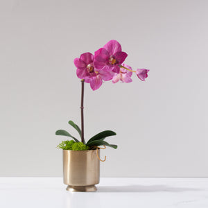 Mini Soleil Orchid-WH