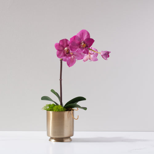 Mini Soleil Orchid-FU