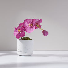 Load image into Gallery viewer, Mini Phala Orchid-FU