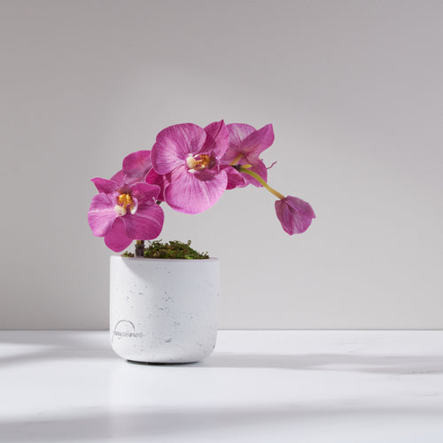 Mini Phala Orchid-FU