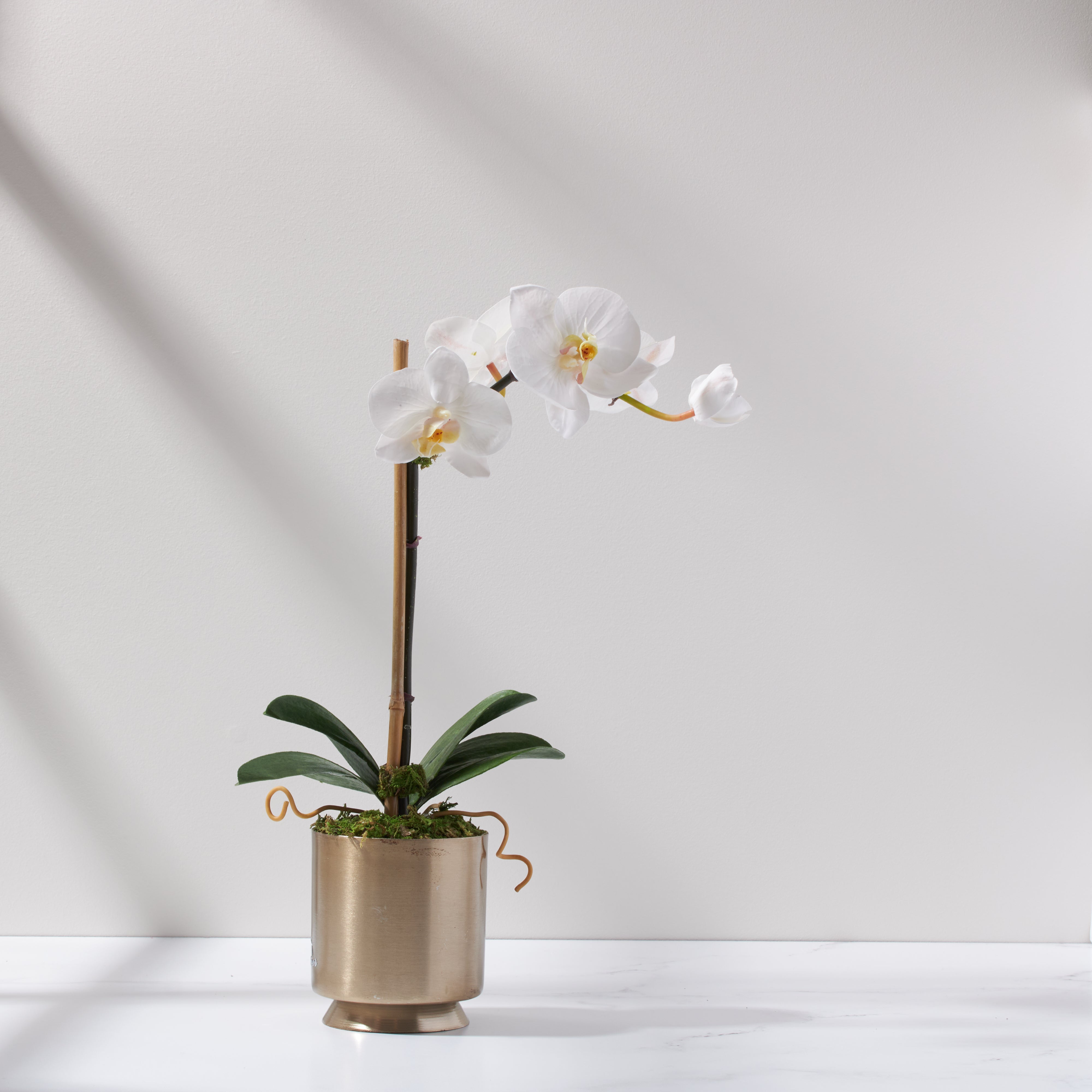 Mini Soleil Orchid -Crisp White