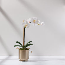 Load image into Gallery viewer, Mini Soleil Orchid-WH