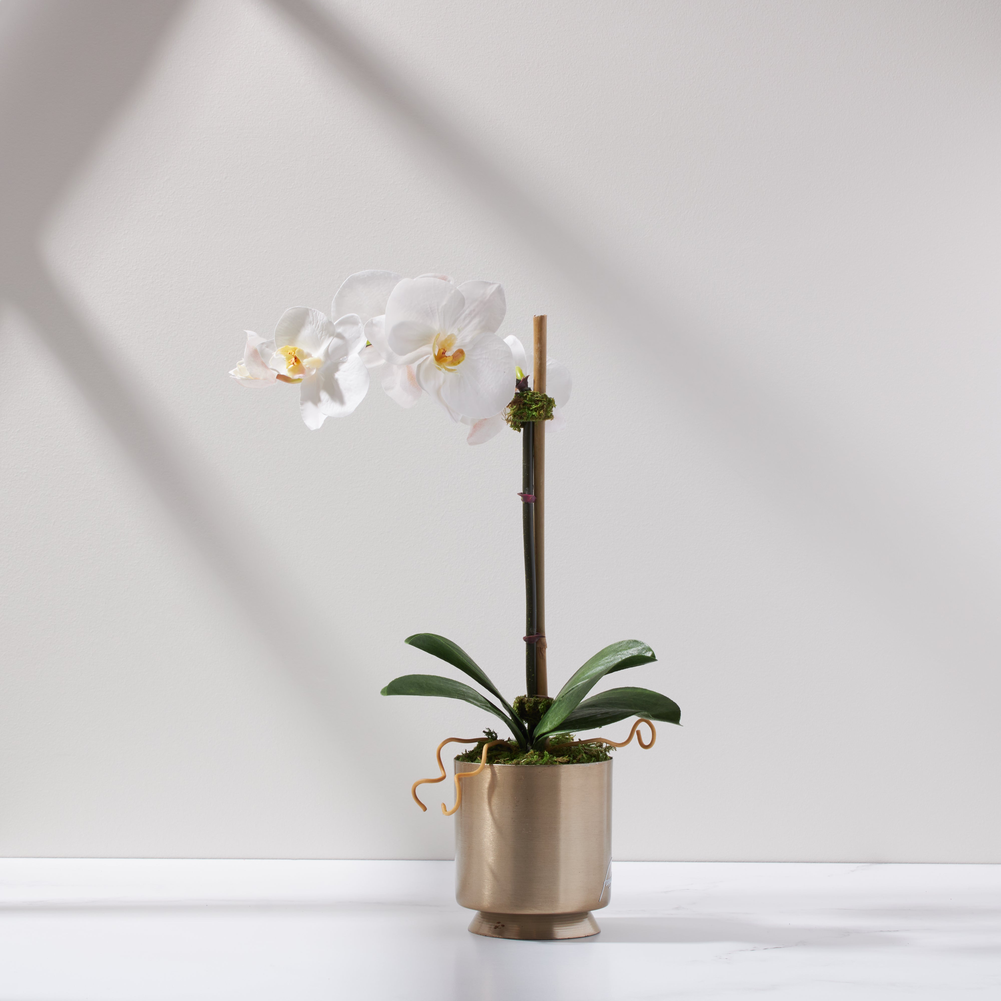 Mini Soleil Orchid -Crisp White