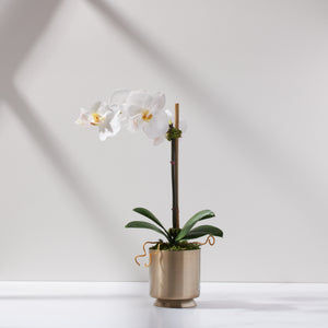 Mini Soleil Orchid-WH