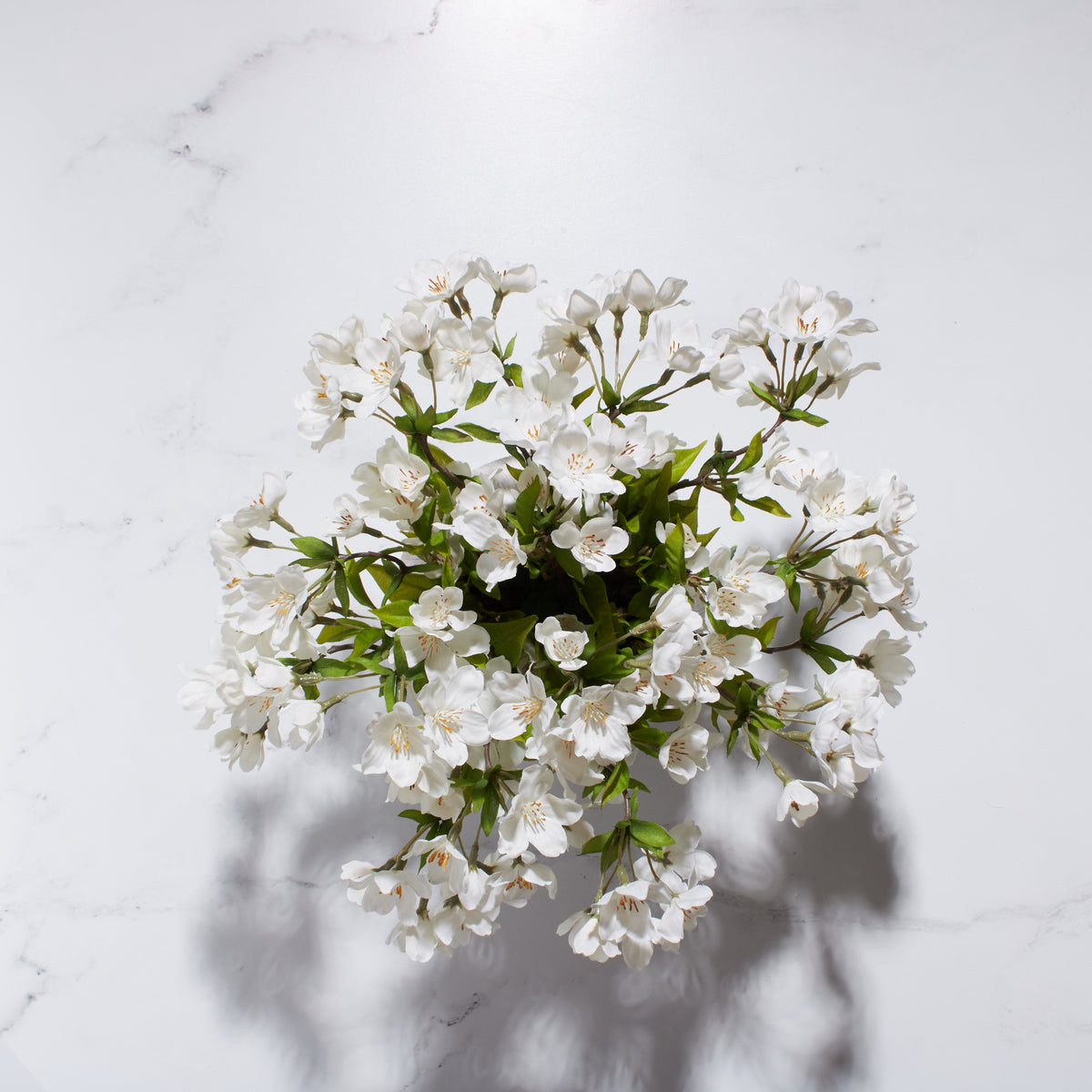 Pear Blossoms in Paulo Pot