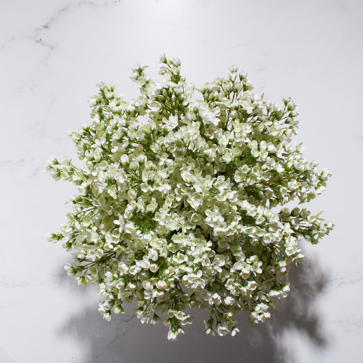 Waxflower in Footed Bowl