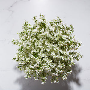 Waxflower in Footed Bowl-WH