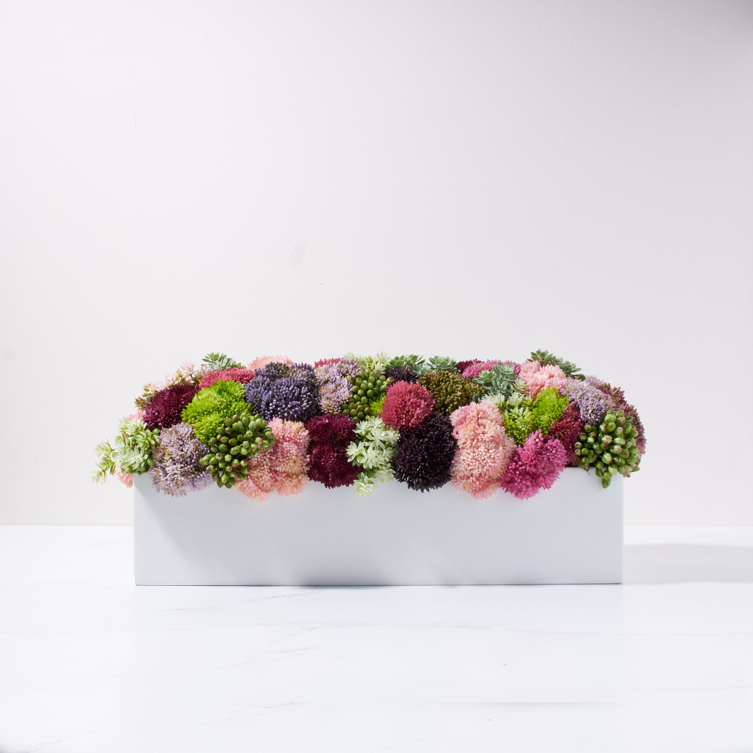 Sedum Garden