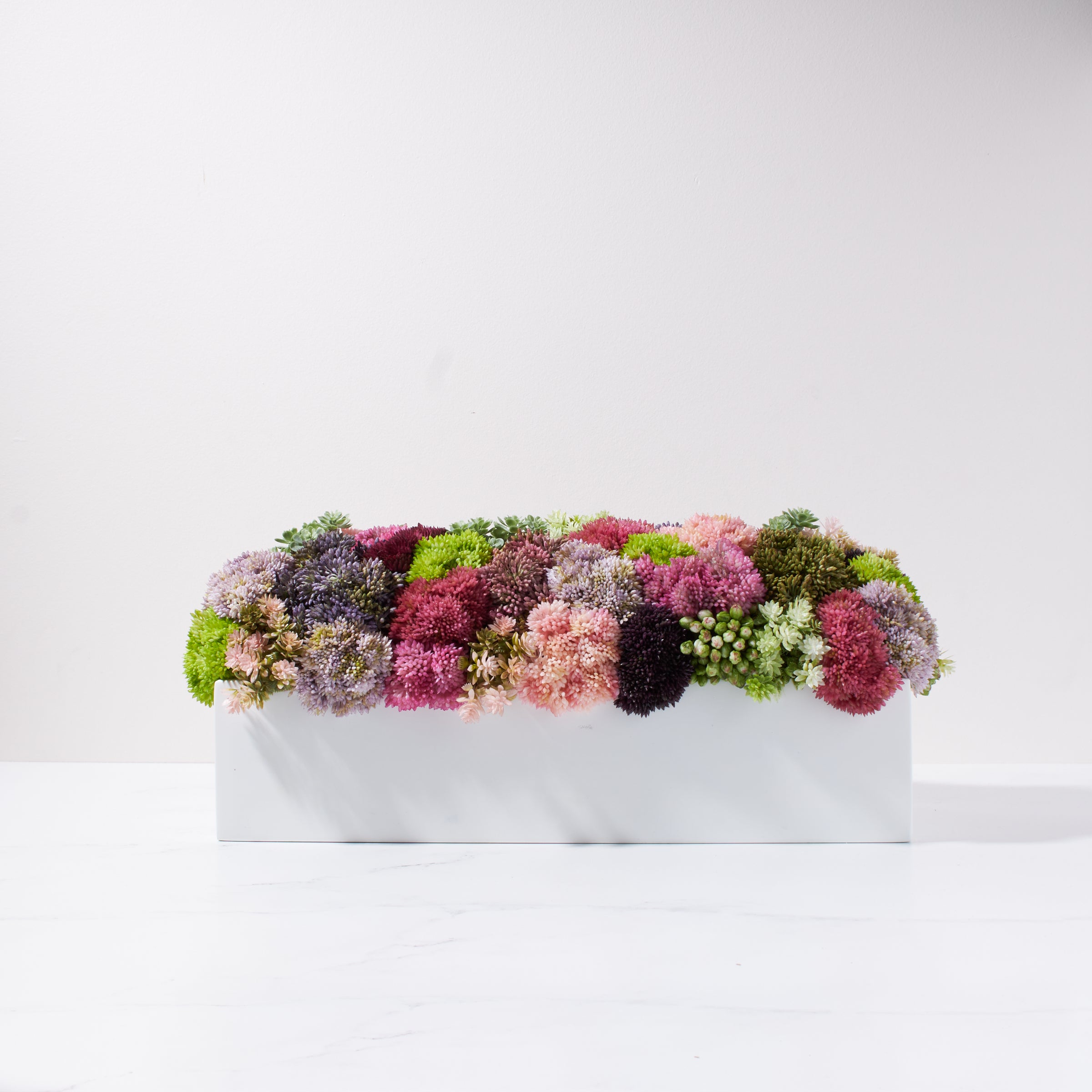 Sedum Garden