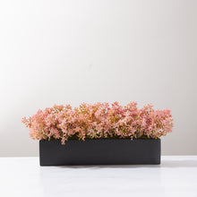 Load image into Gallery viewer, Coral Buds in Black Pot