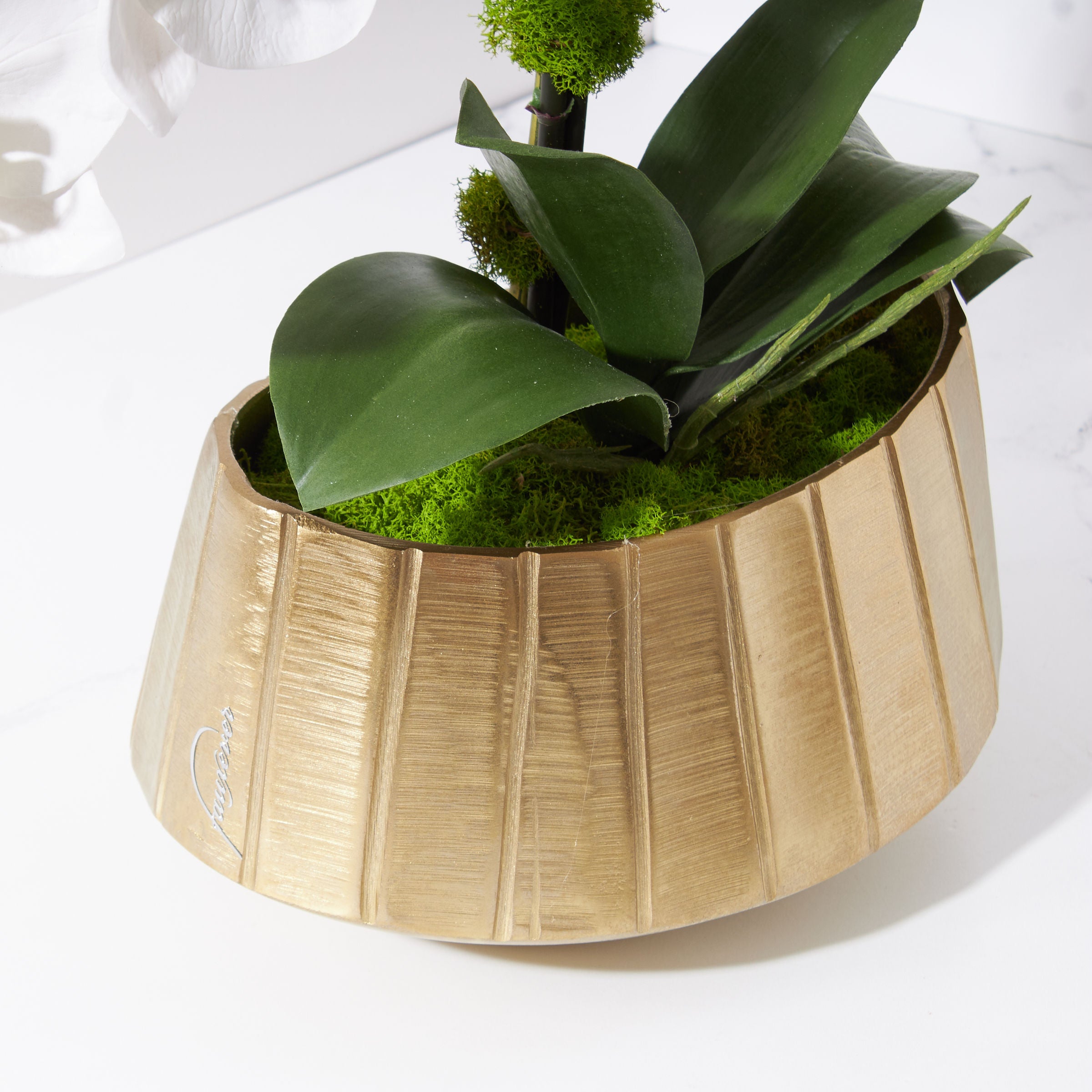 Regalia Crisp White Orchid Plant