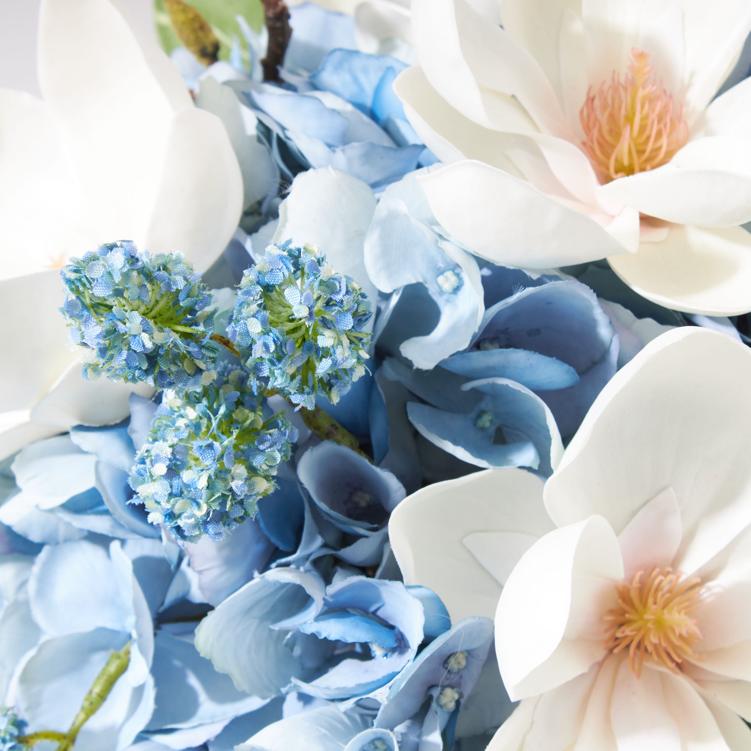 Regal Blue Blooming Magnolia