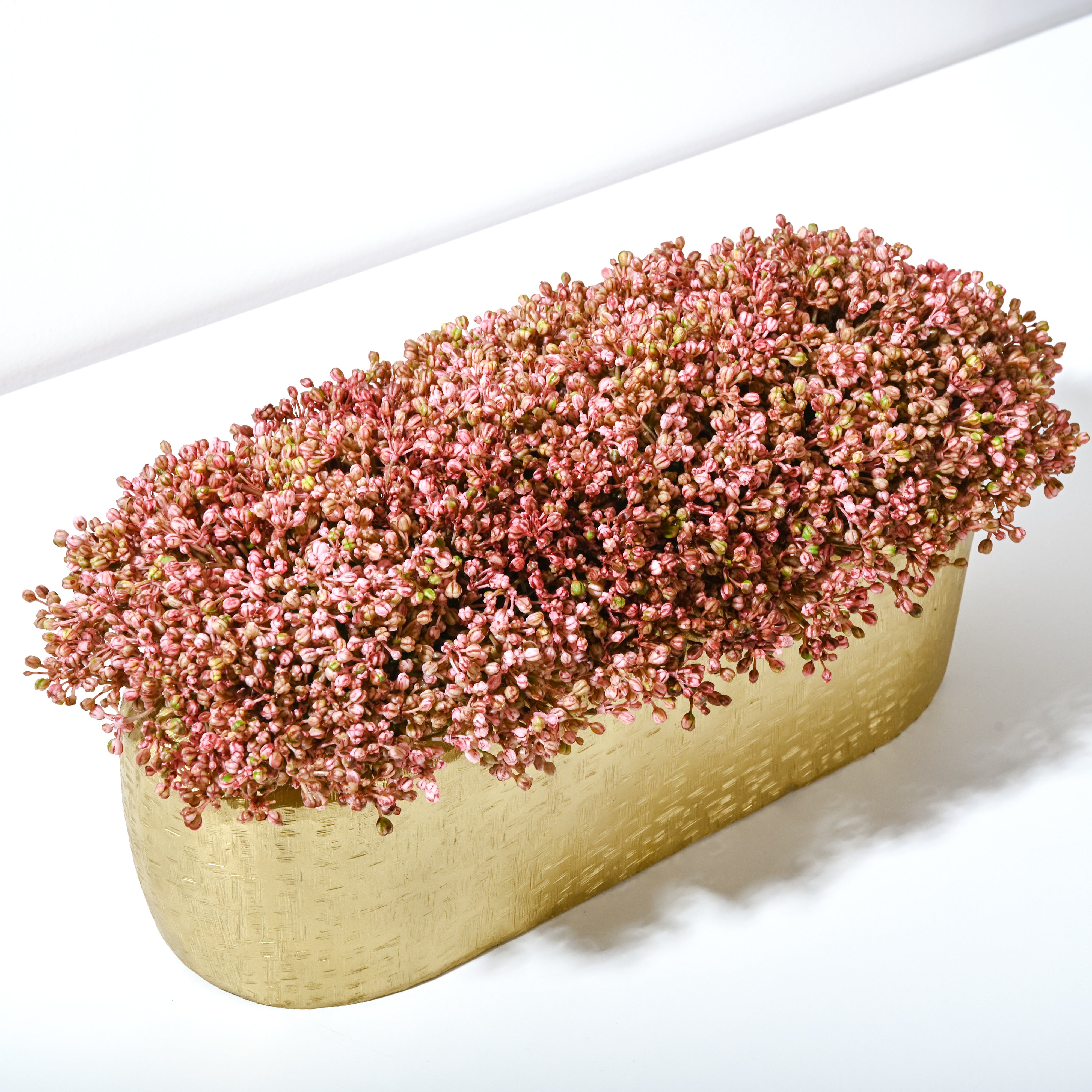 Radiance Stonecrop 17”