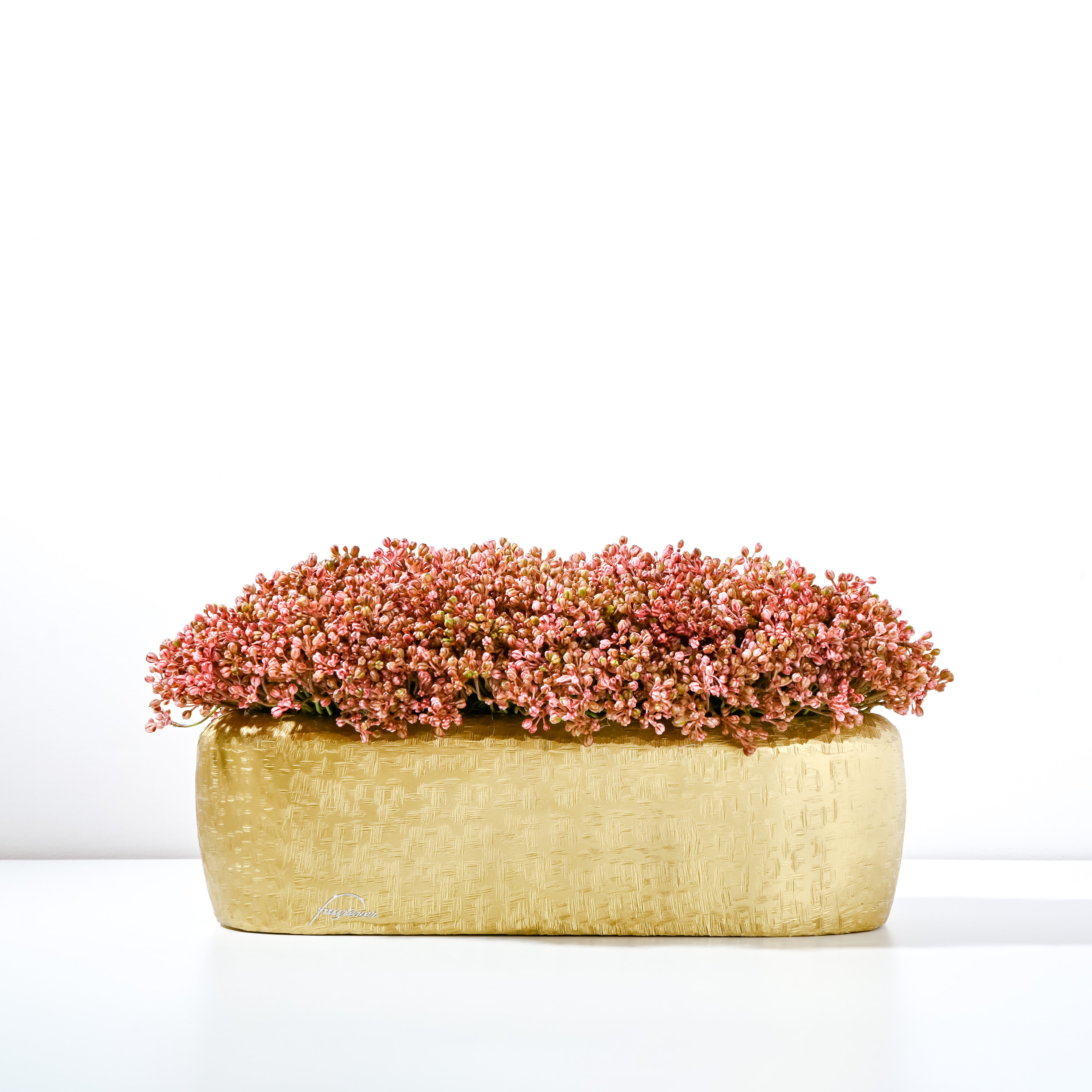 Radiance Stonecrop 17”