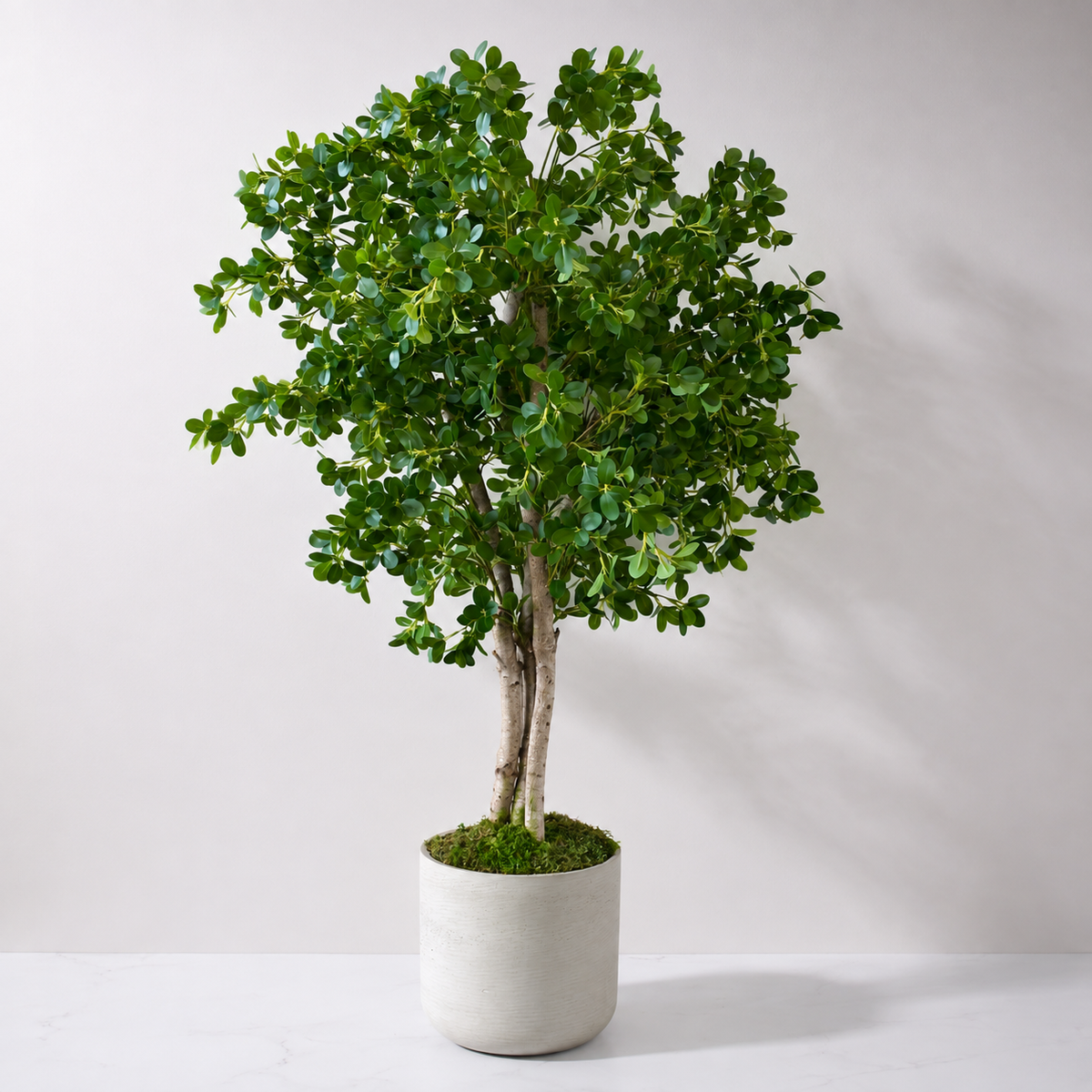 Boxwood Tree