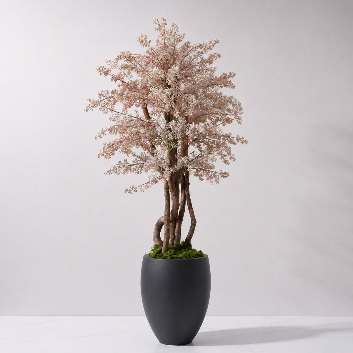 Seeded Eucalyptus Tree