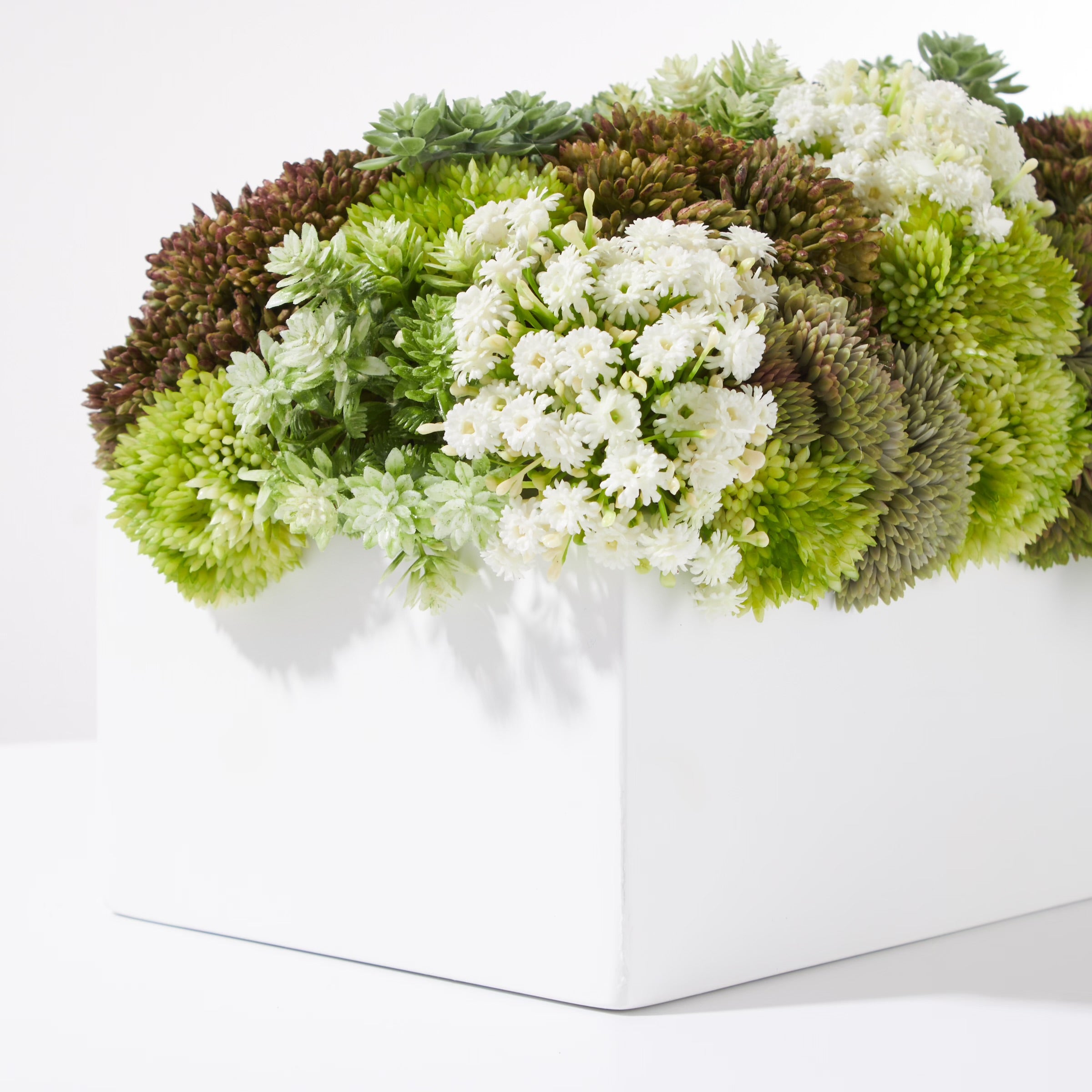 Sedum Garden- Green- White