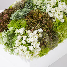 Load image into Gallery viewer, Sedum Garden Green/White