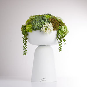 Elevate Sedum-Tall -GR